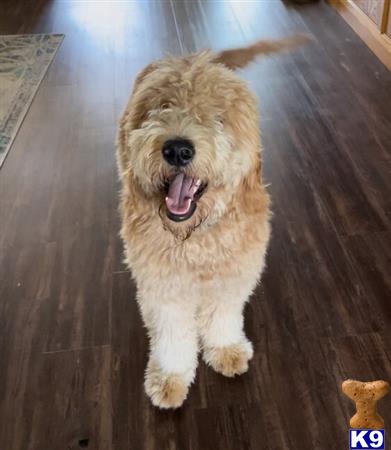 Koa_The_Doodle_Stud Picture 2